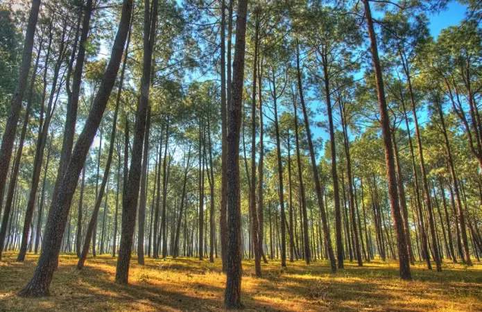 grasshopper yatra Image